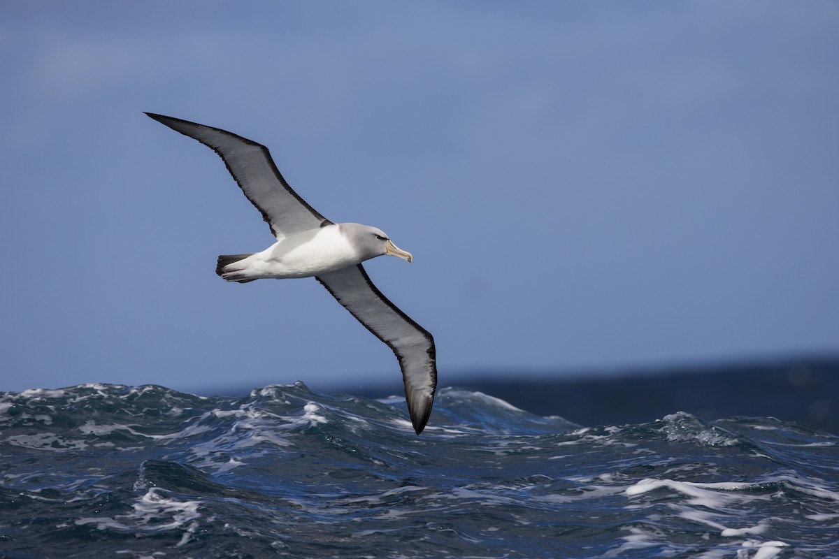 Salvin's Albatross - Michael Stubblefield