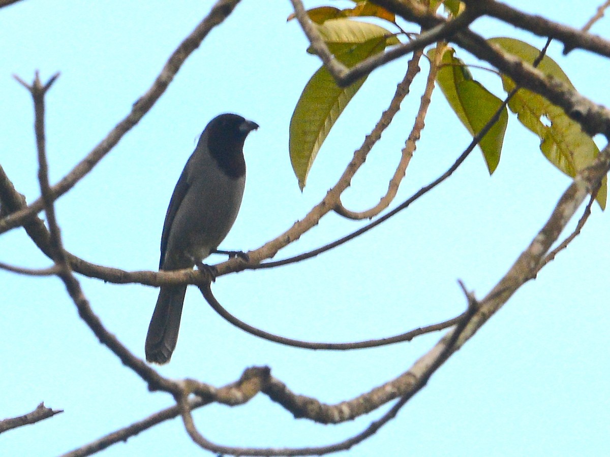 Black-faced Tanager - ML39501511