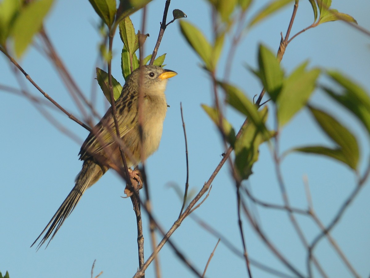 Wedge-tailed Grass-Finch - ML39501521