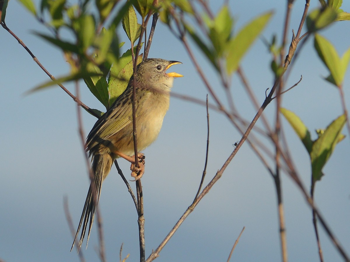 Wedge-tailed Grass-Finch - ML39501531