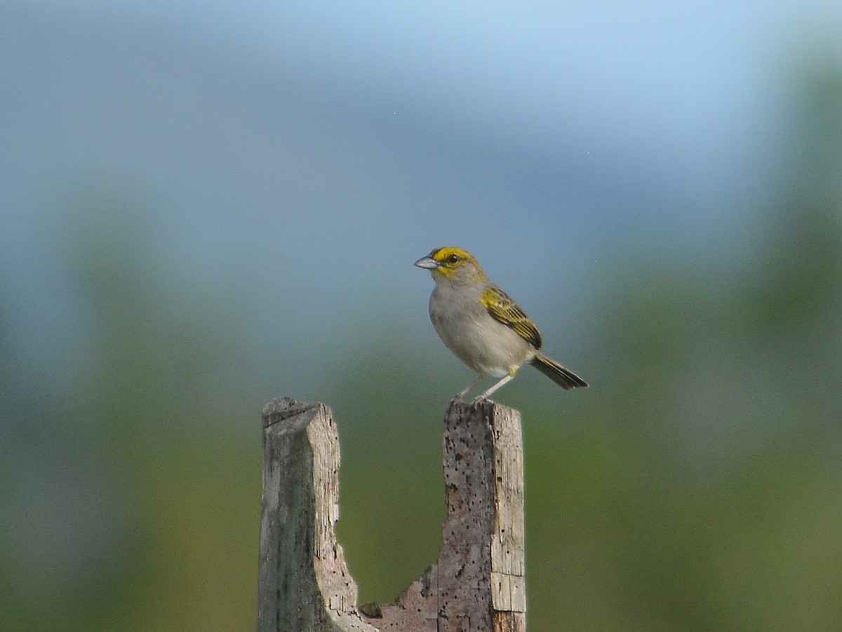 Yellow-browed Sparrow - ML39501551
