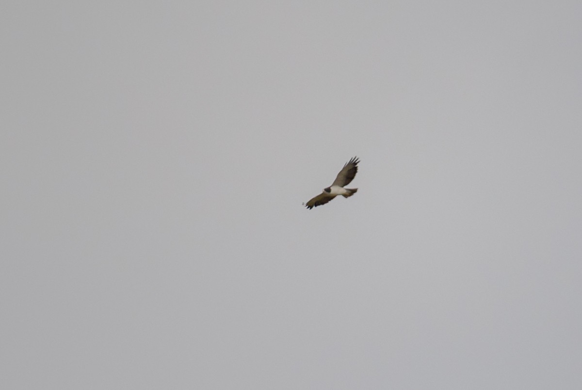 Short-tailed Hawk - Victor Hugo Michelini