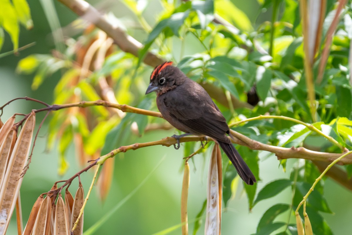 Red-crested Finch - ML395016311