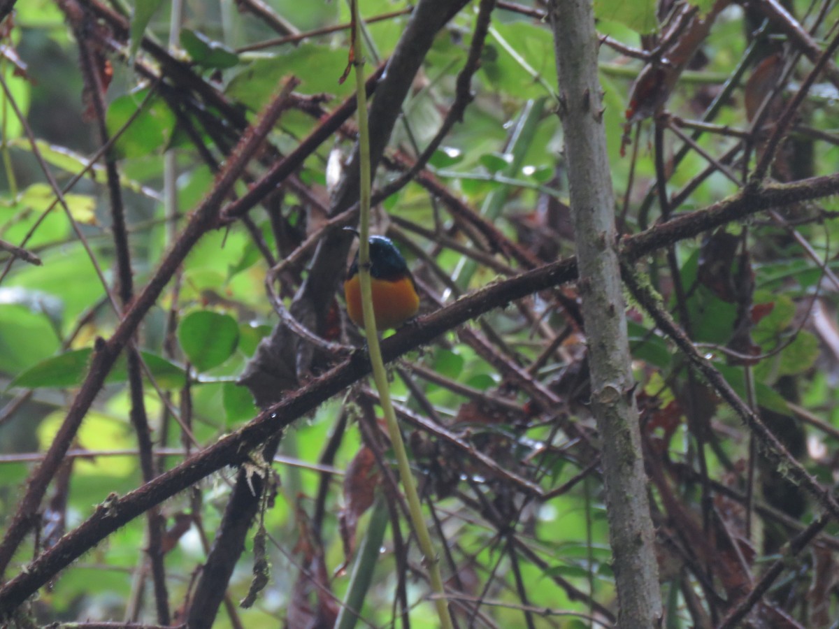 Green-tailed Sunbird - ML395020181