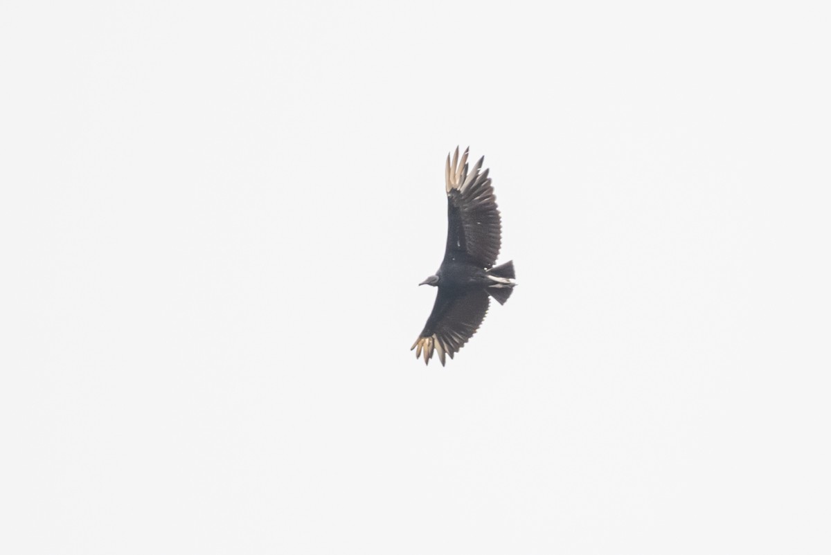 Black Vulture - Victor Hugo Michelini