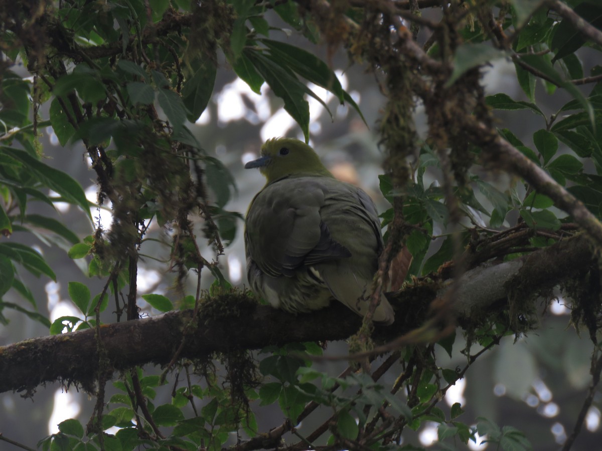 Wedge-tailed Green-Pigeon - ML395027211