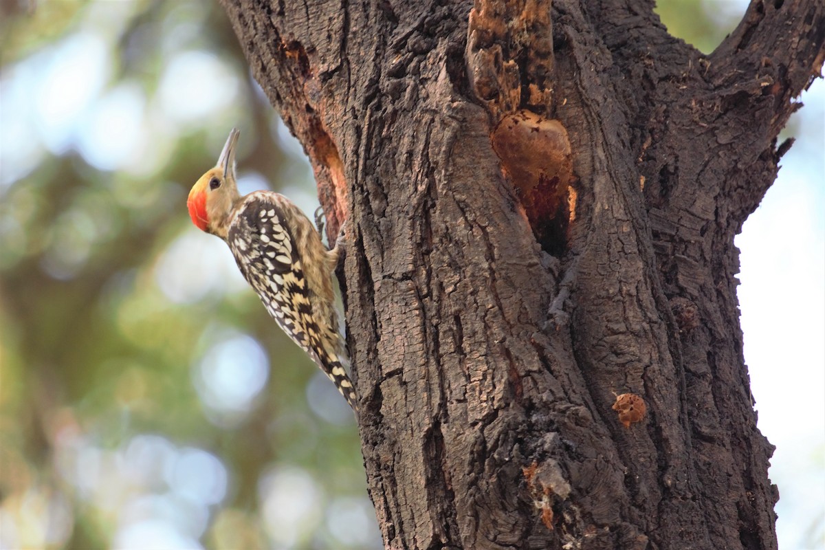 Yellow-crowned Woodpecker - ML395027411