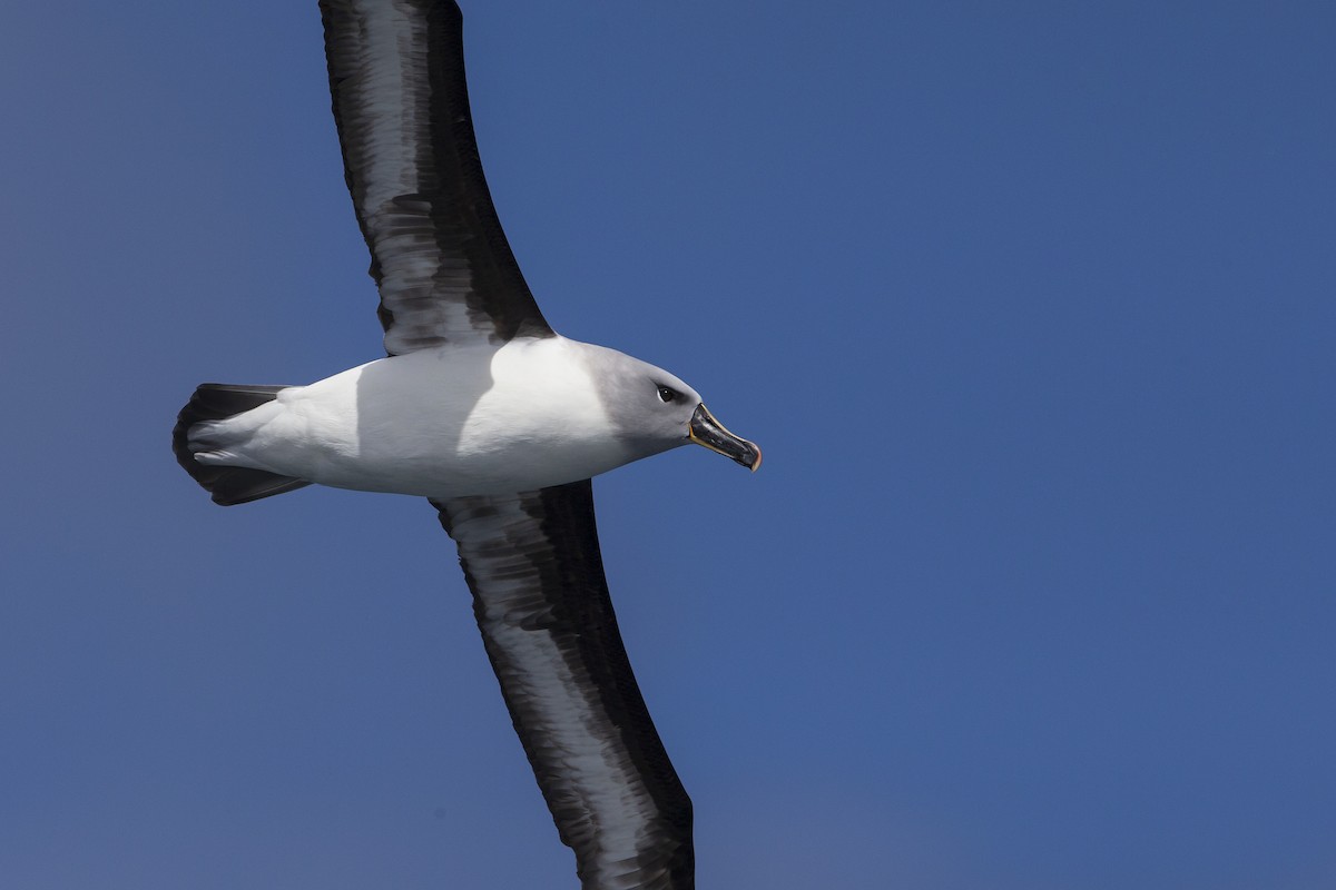 Gray-headed Albatross - ML395028871