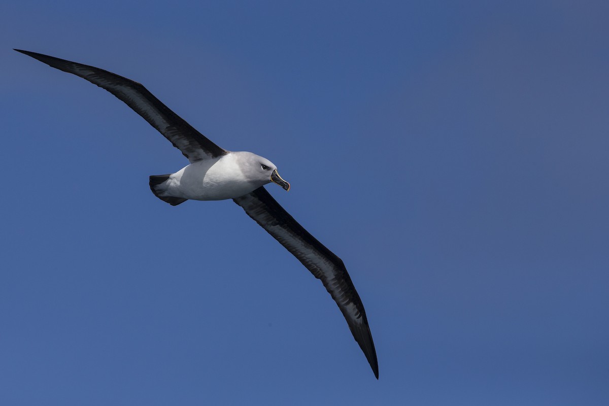 Gray-headed Albatross - ML395028931