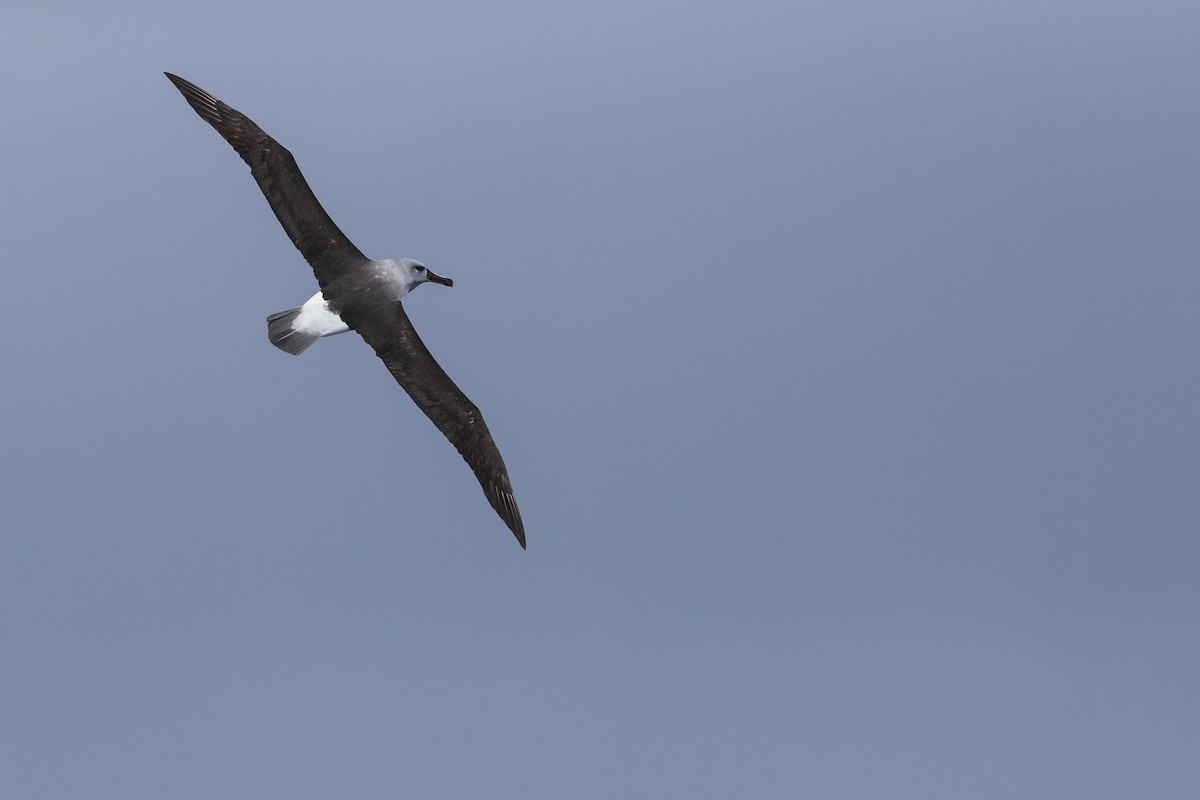 Gray-headed Albatross - ML395029001