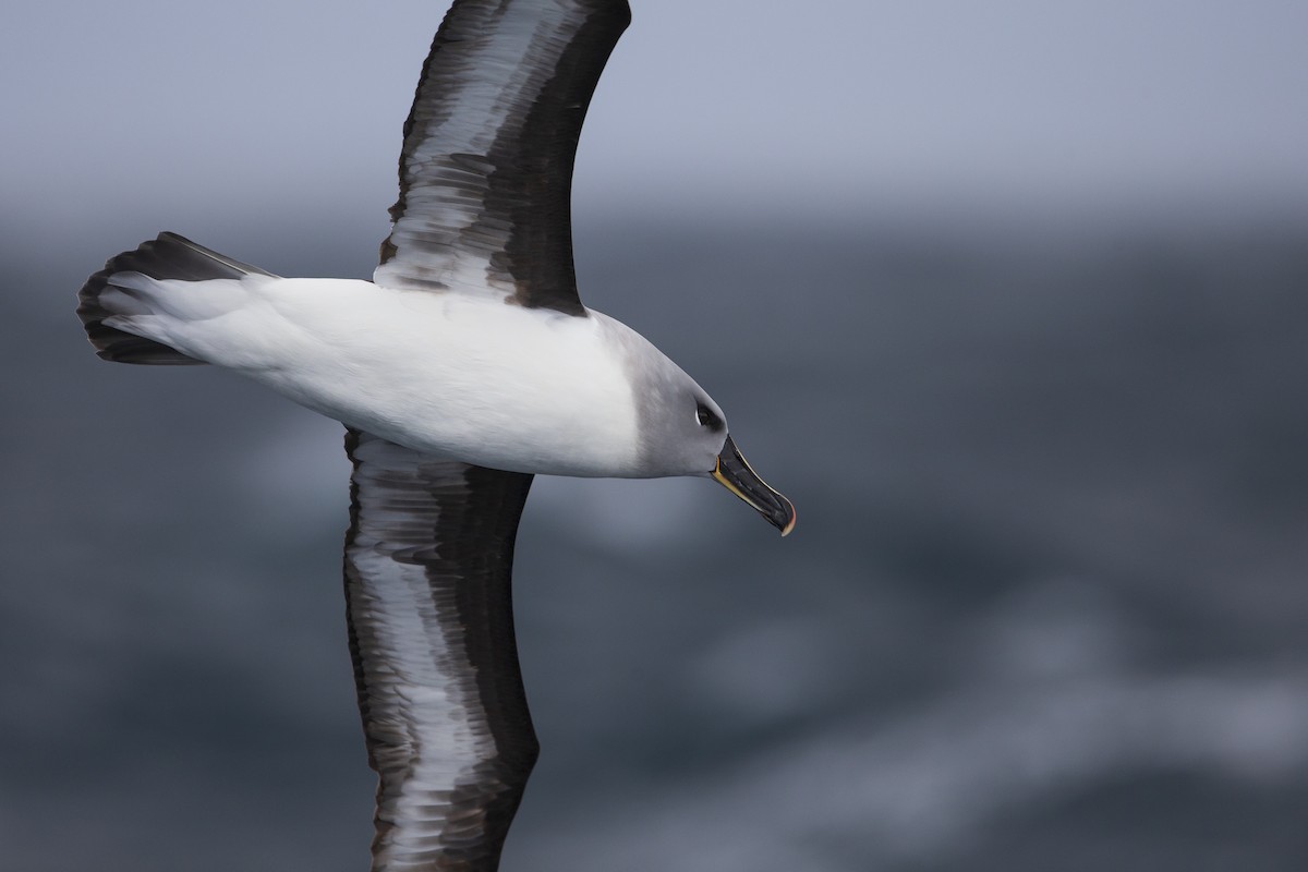 Gray-headed Albatross - ML395029041