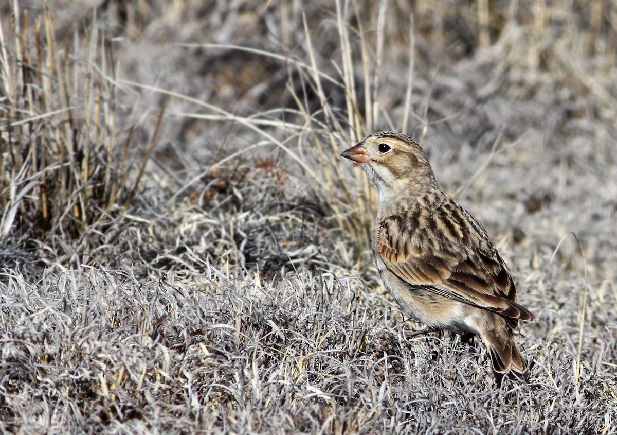 Thick-billed Longspur - ML39503191