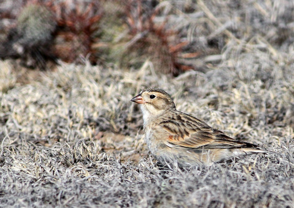 Thick-billed Longspur - Andrew Spencer