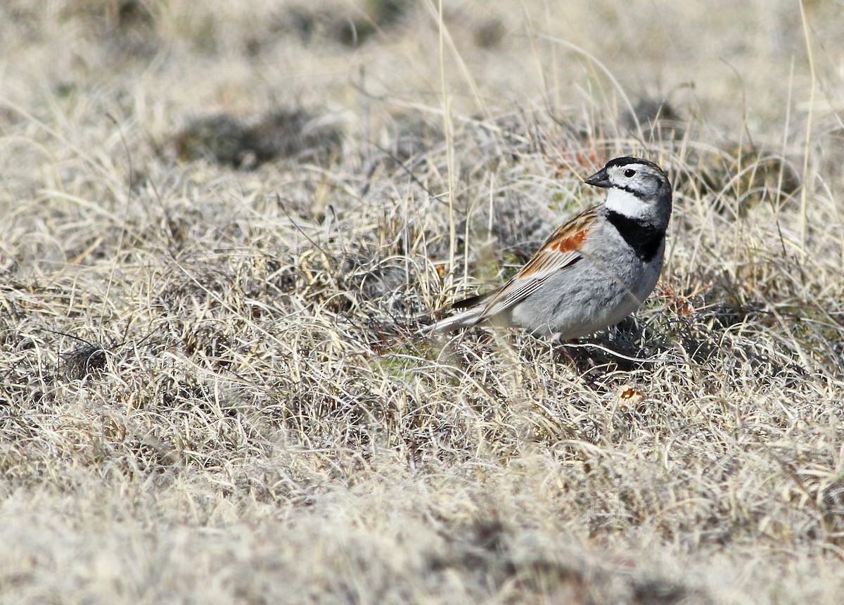 Thick-billed Longspur - ML39503221