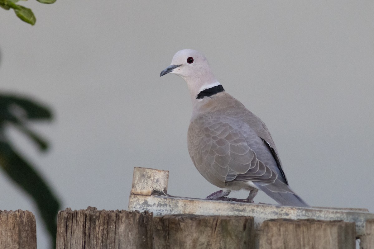 African Collared-Dove - ML395039761