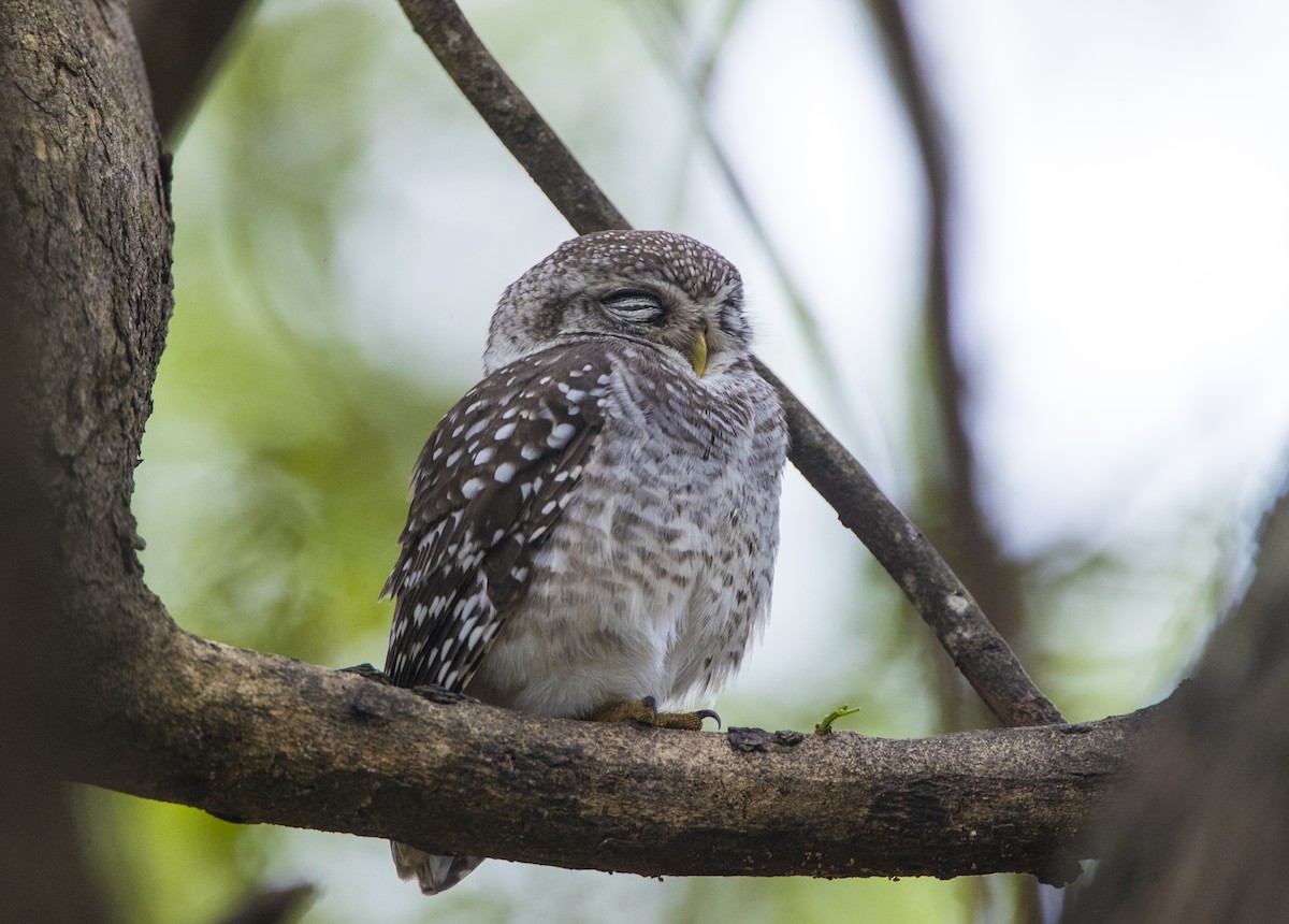 Spotted Owlet - Shashank  Mb