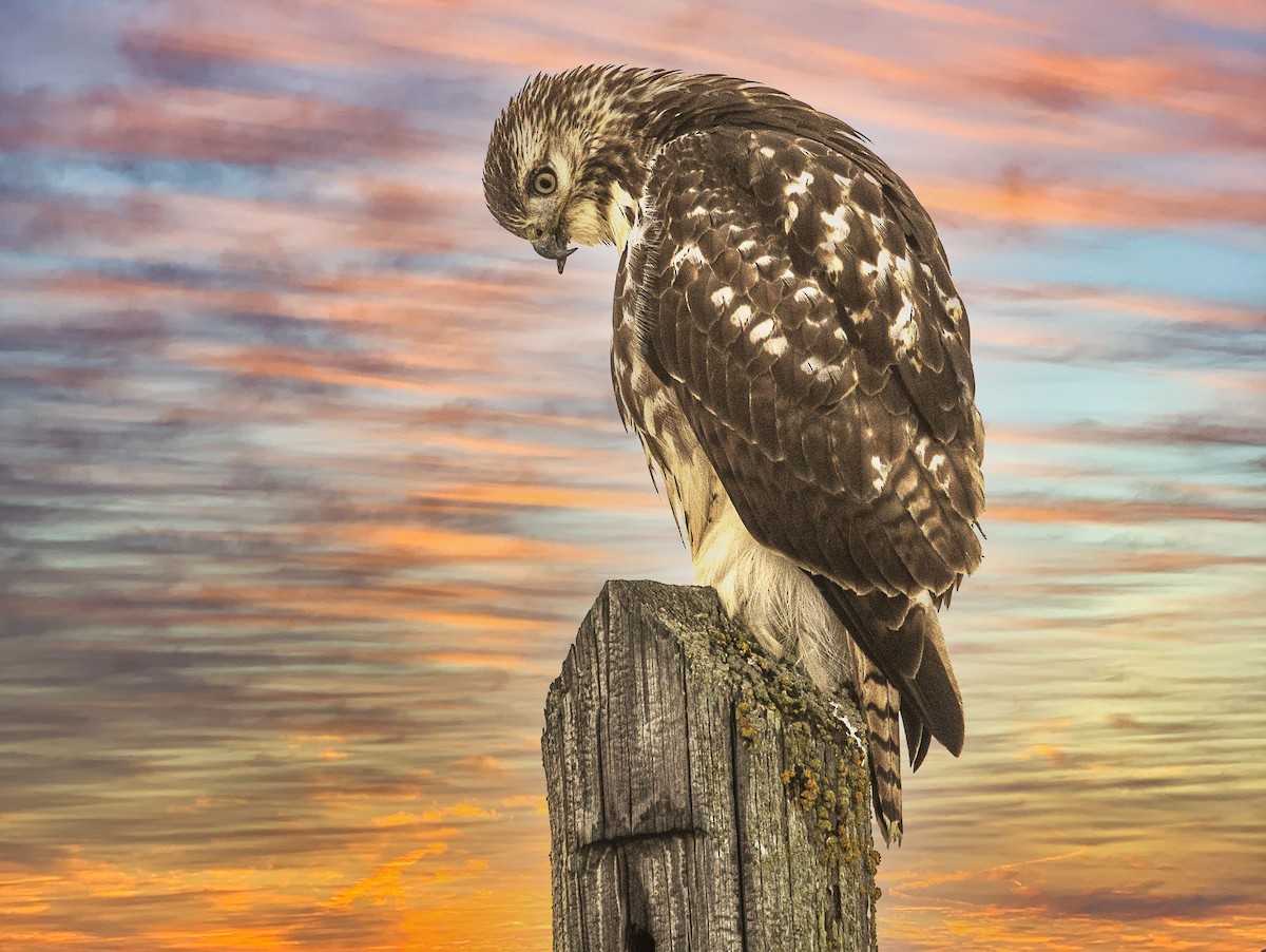 Red-tailed Hawk - ML395045231