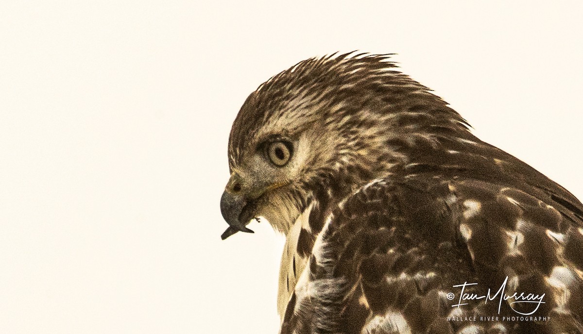 Red-tailed Hawk - ML395045241