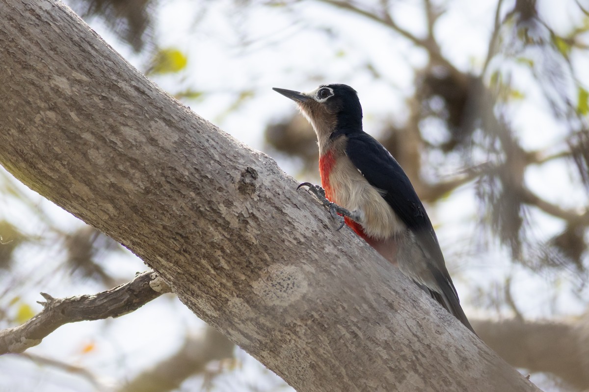 Puerto Rican Woodpecker - ML395046841