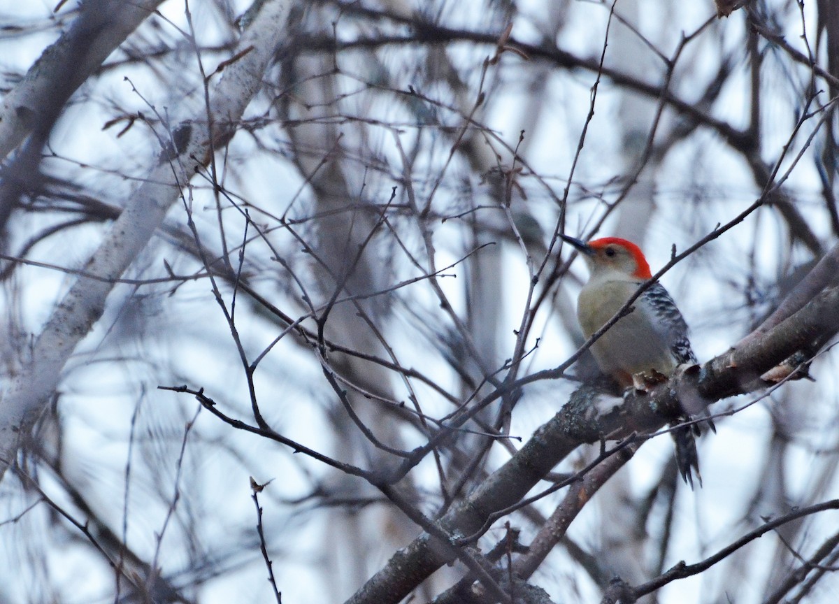 Red-bellied Woodpecker - Jonathan Gagnon