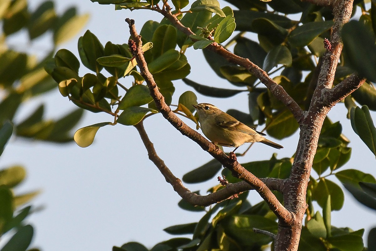 Hume's Warbler - ML395052251