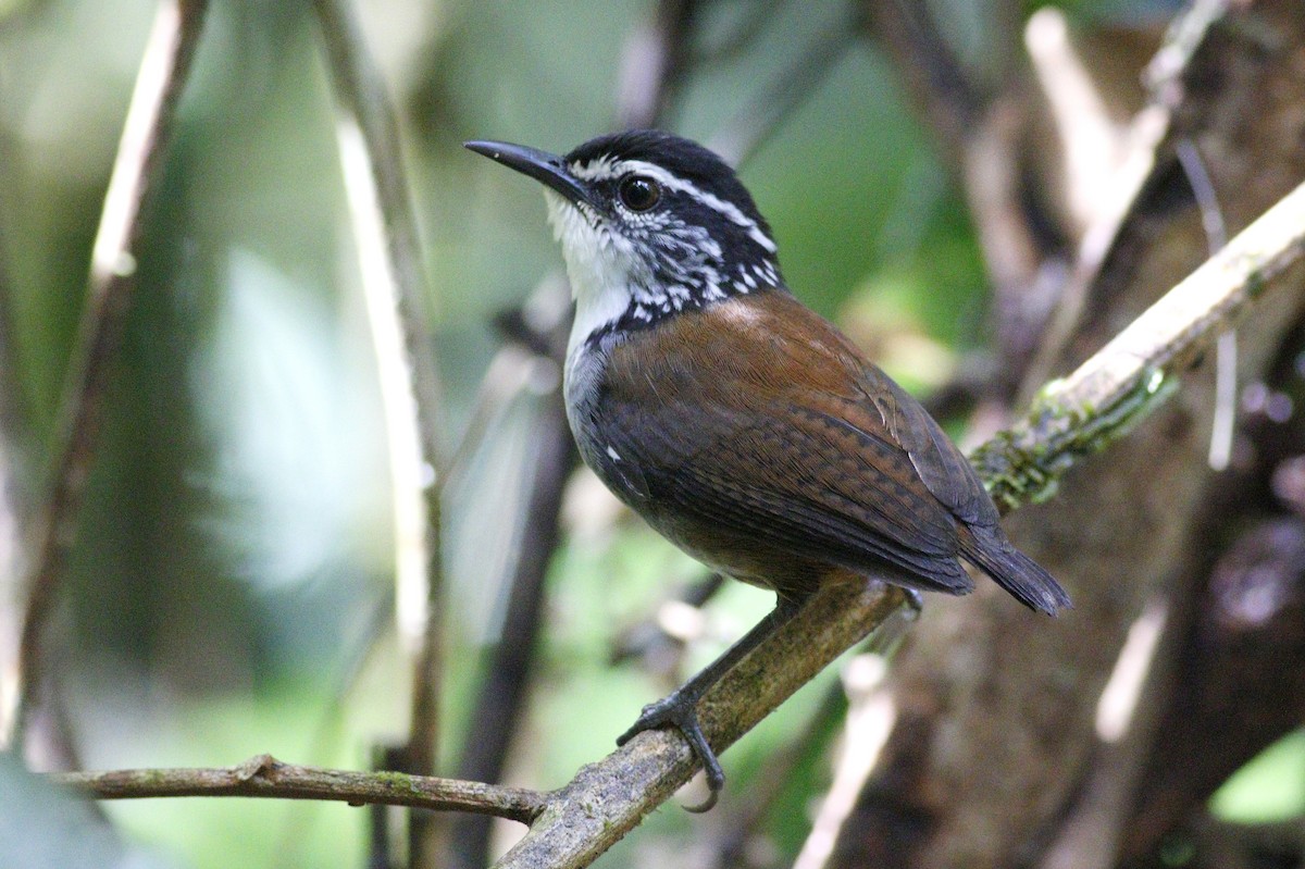 White-breasted Wood-Wren - Paul Dufour