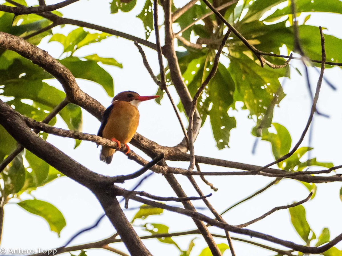 African Pygmy Kingfisher - ML395053481