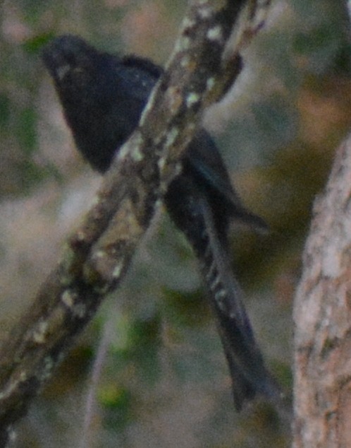 Fork-tailed Drongo-Cuckoo - ML395054451
