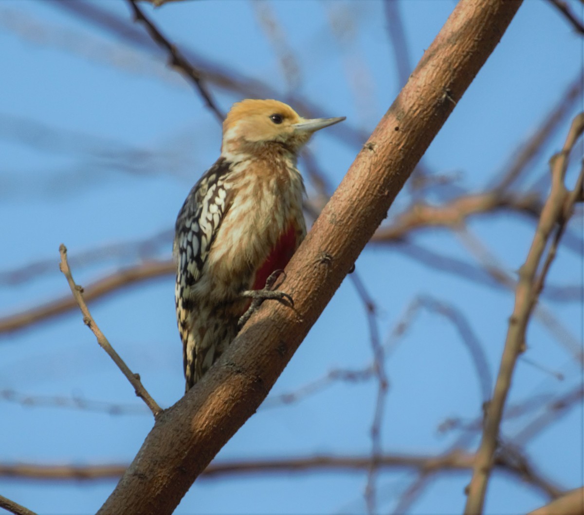 Yellow-crowned Woodpecker - ML395057141