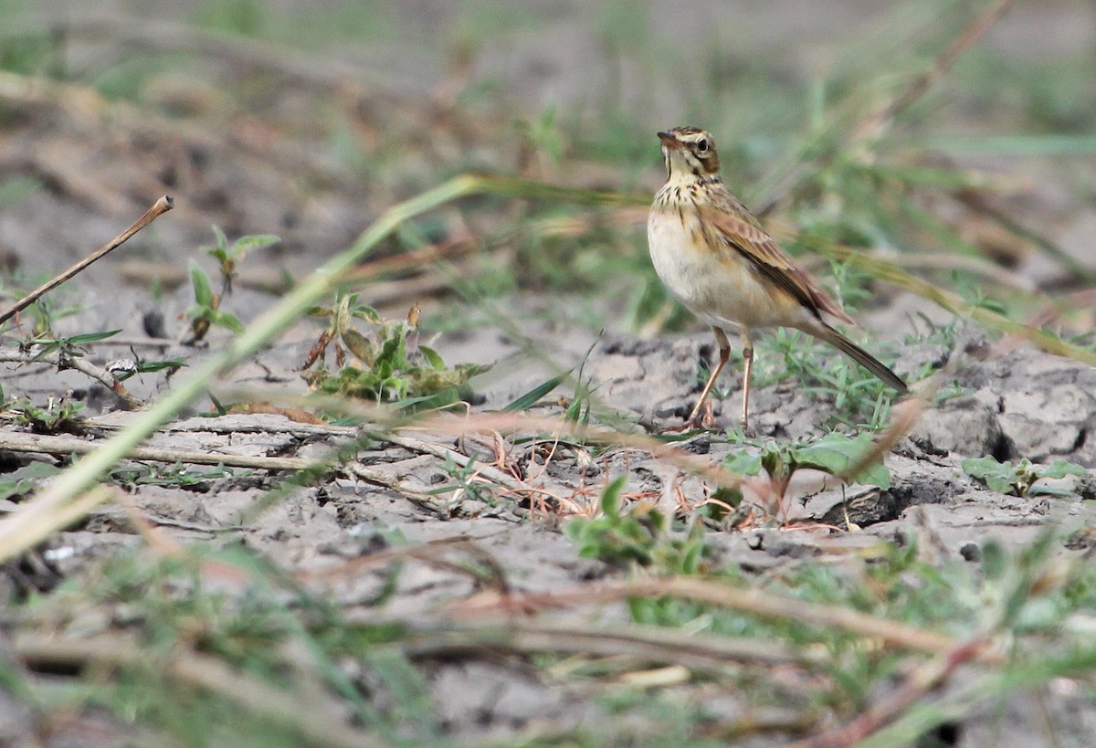 Pipit africain - ML395068671