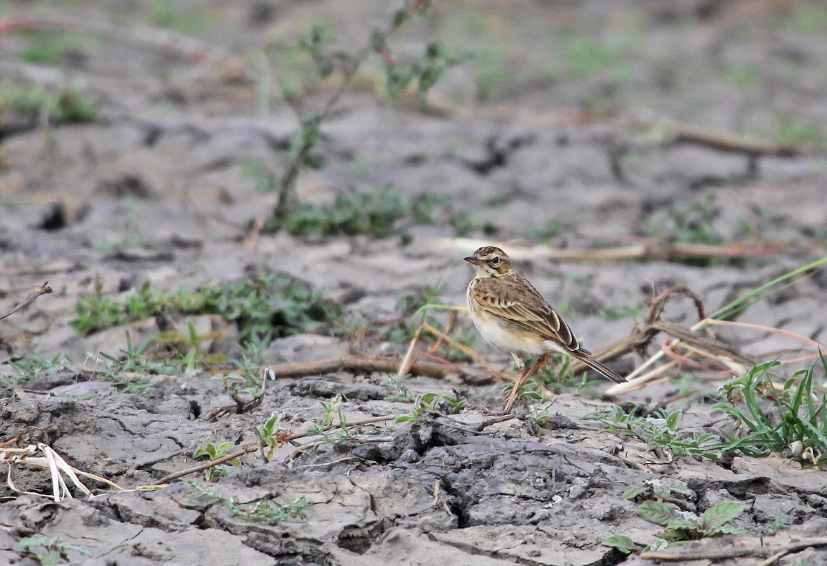 Pipit africain - ML395068681