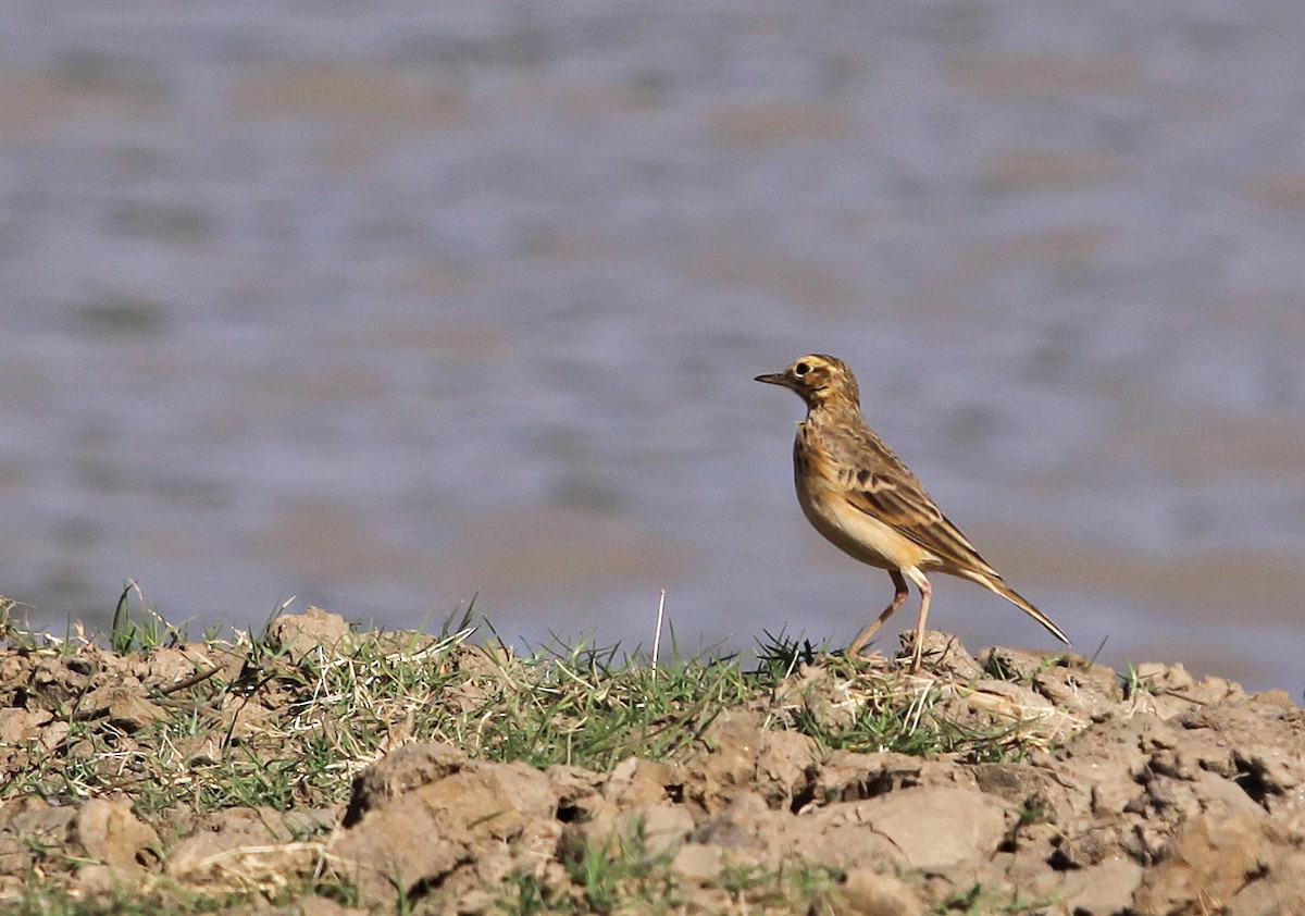 African Pipit - ML395069471