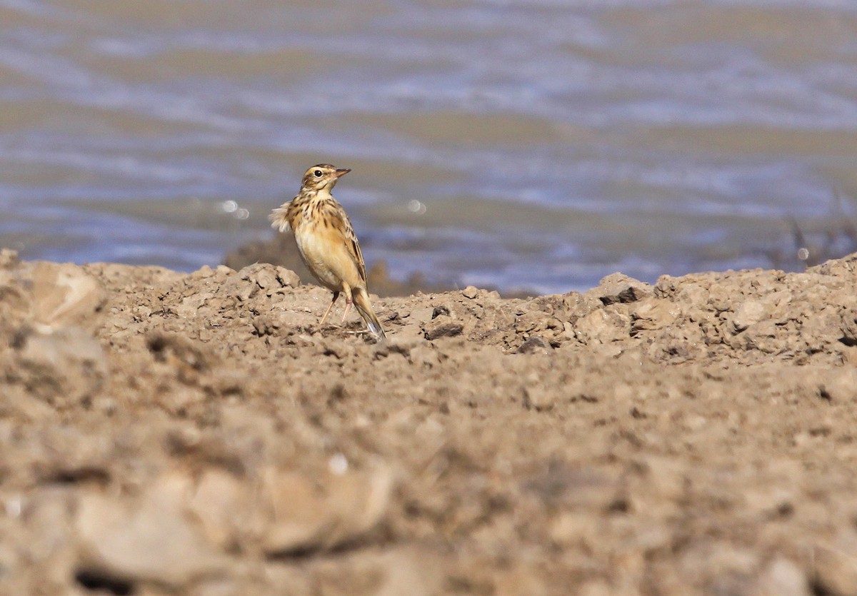 Pipit africain - ML395069481