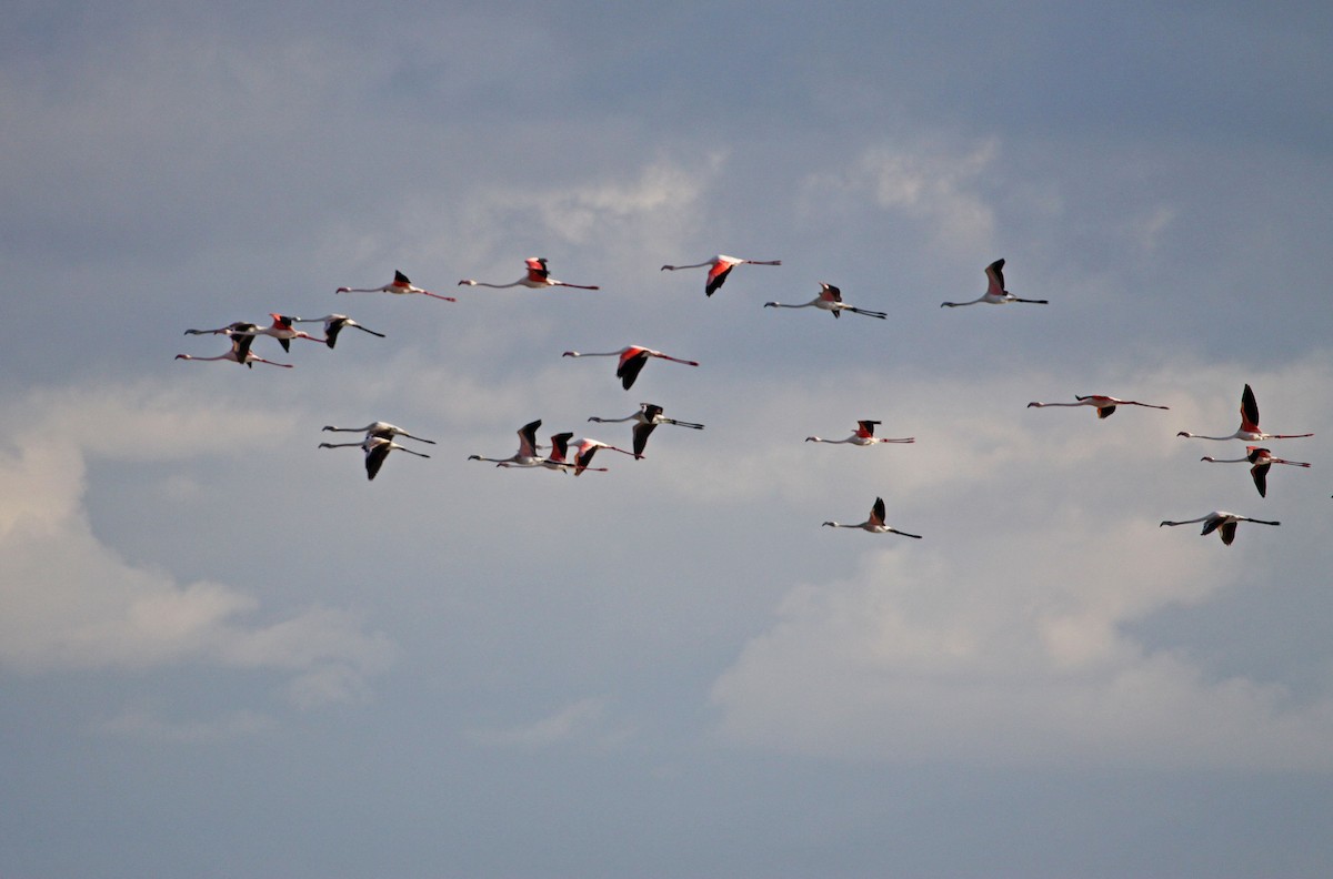 Greater Flamingo - Ricardo Santamaria