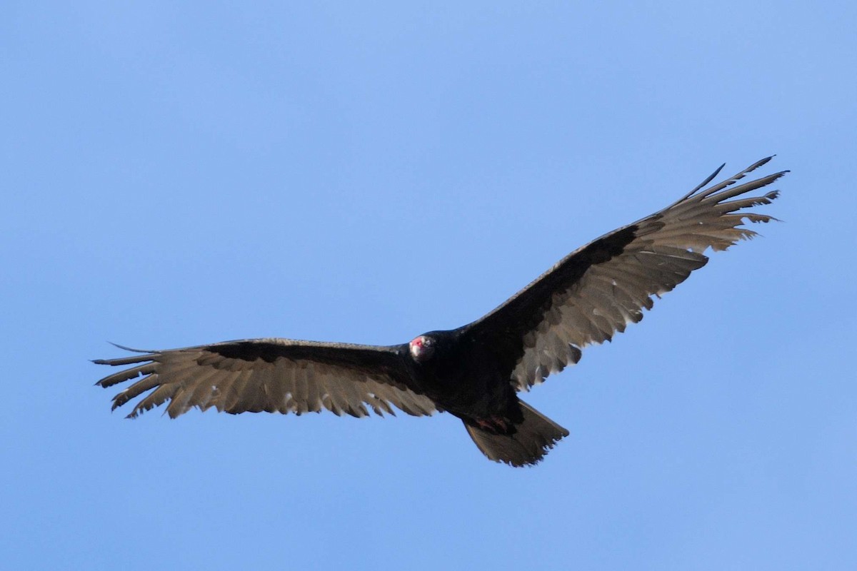 Turkey Vulture - André Couture