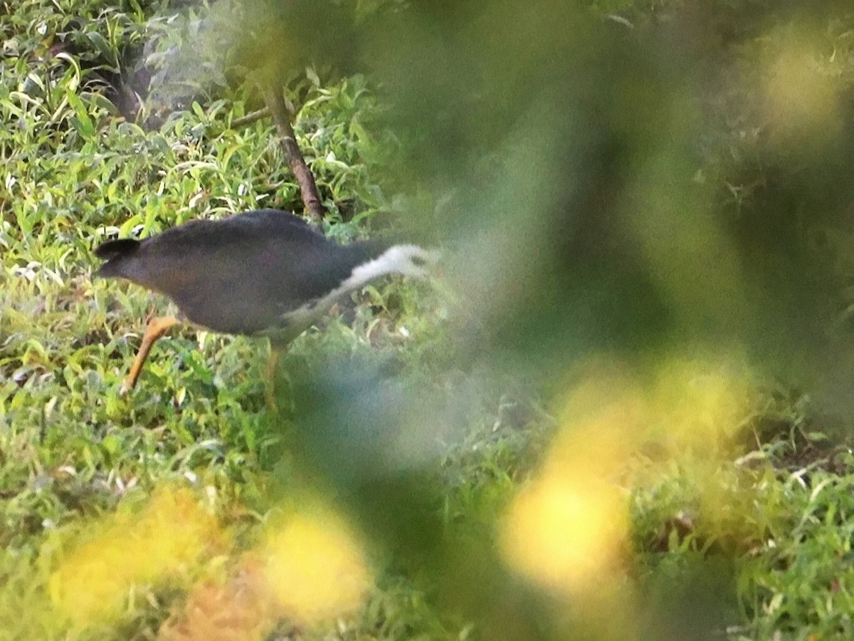 White-breasted Waterhen - Snehes Bhoumik