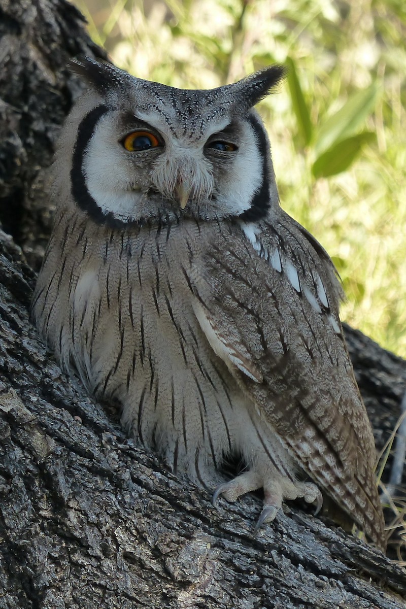 Southern White-faced Owl - Alexandre Vinot