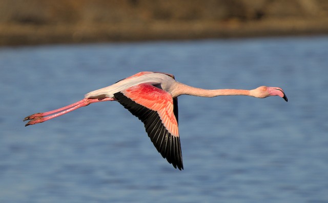 Greater Flamingo in flight. - Greater Flamingo - 