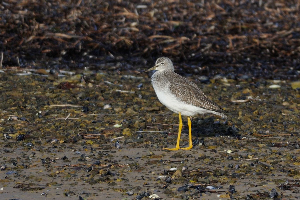 Greater Yellowlegs - André Couture