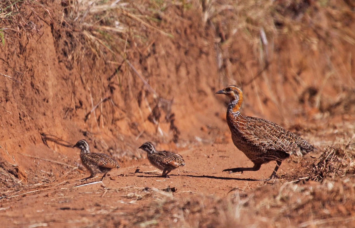 Red-winged Francolin - ML395085301