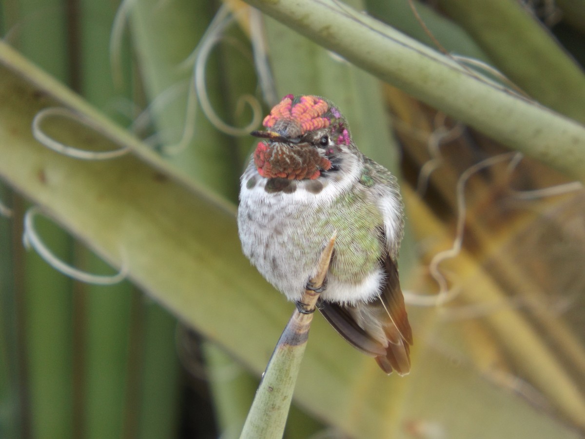 Anna's Hummingbird - Brittney Hoch