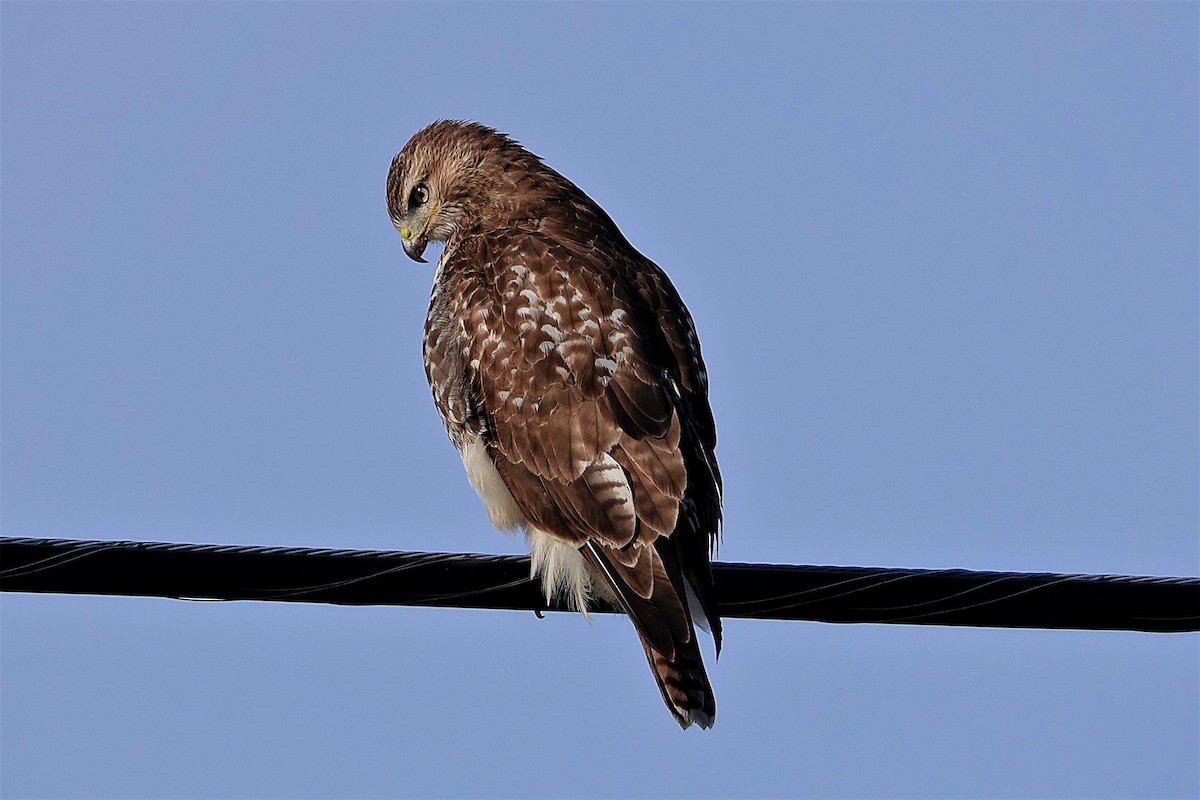 Red-tailed Hawk - ML395088171