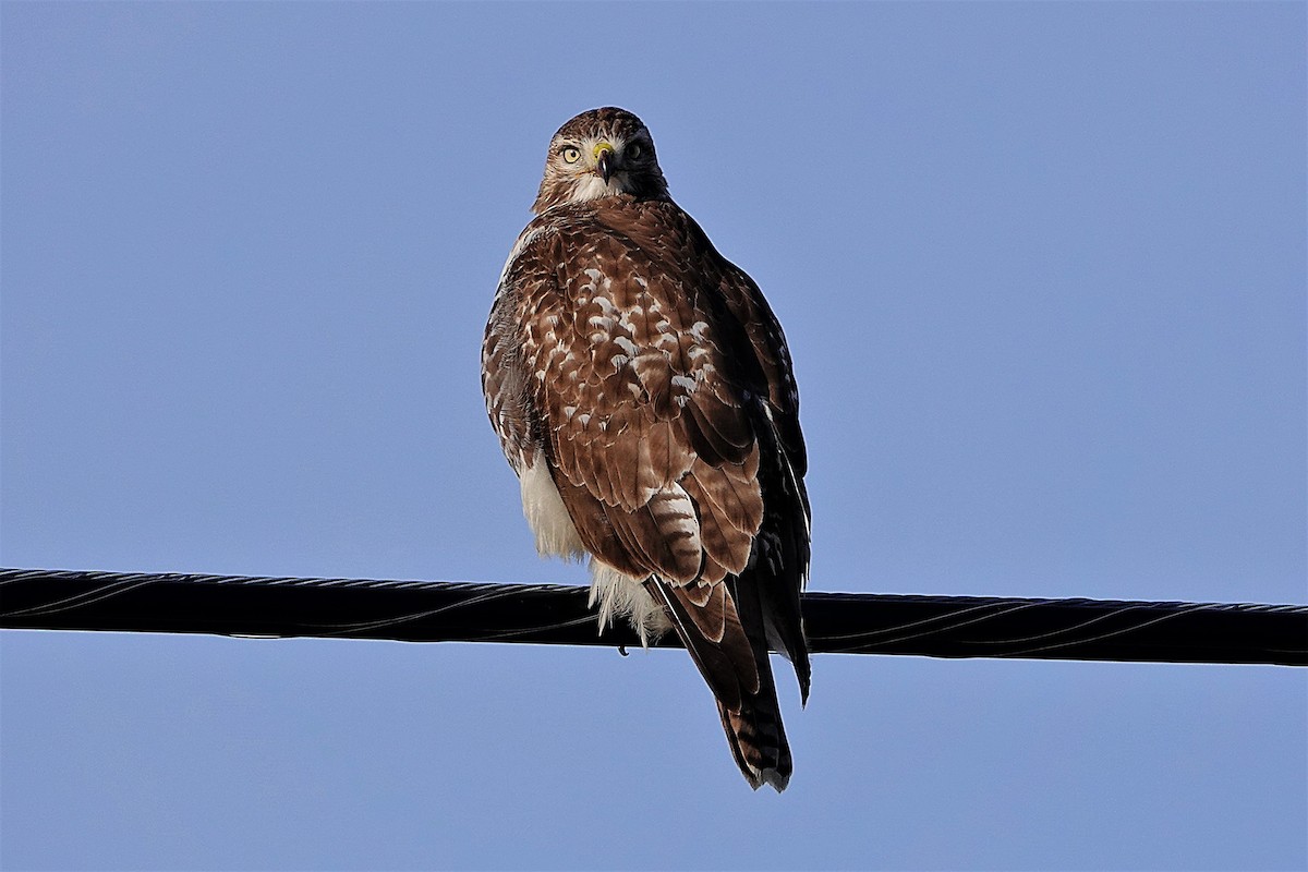 Red-tailed Hawk - ML395088201
