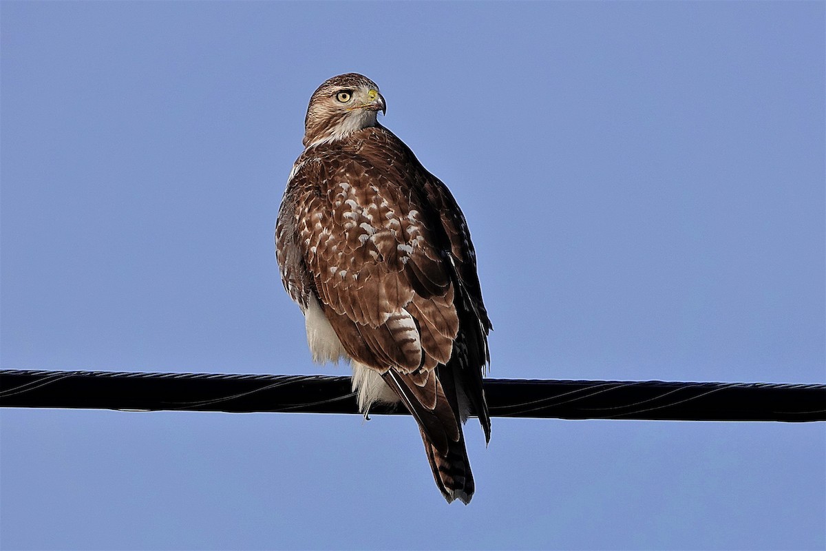 Red-tailed Hawk - ML395088261