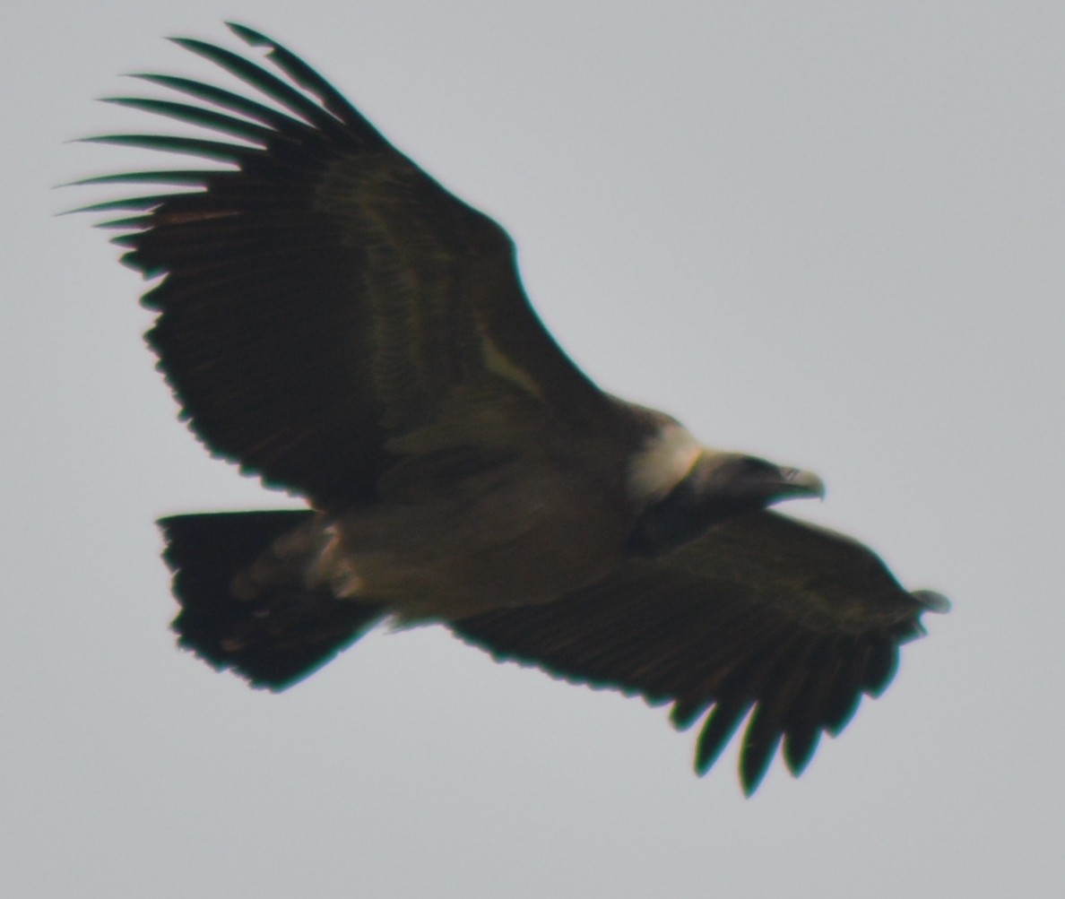 Indian Vulture - ML395088621