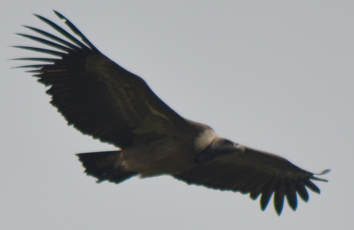 Indian Vulture - ML395088631
