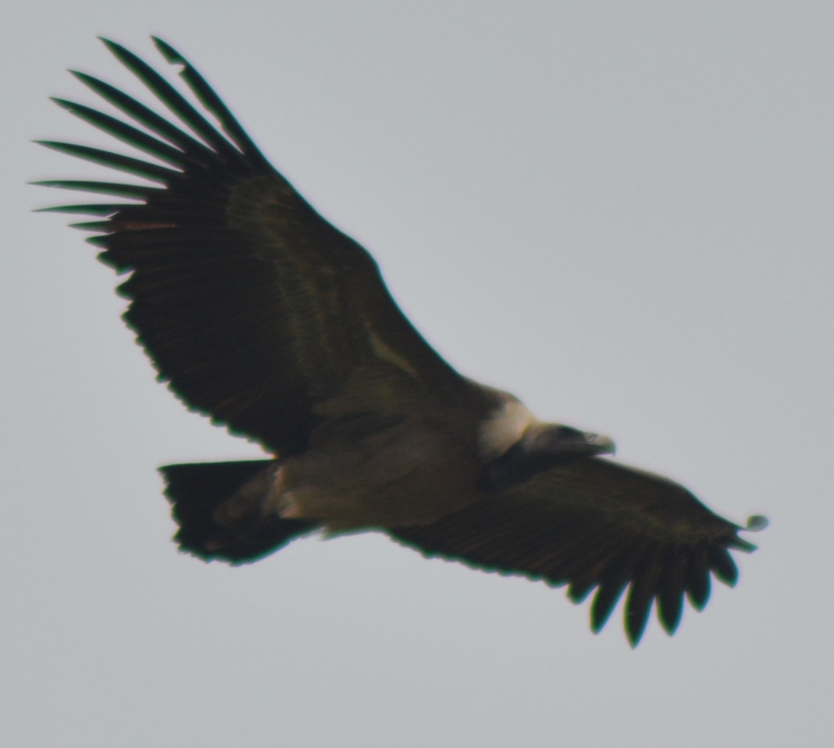 Indian Vulture - ML395088651
