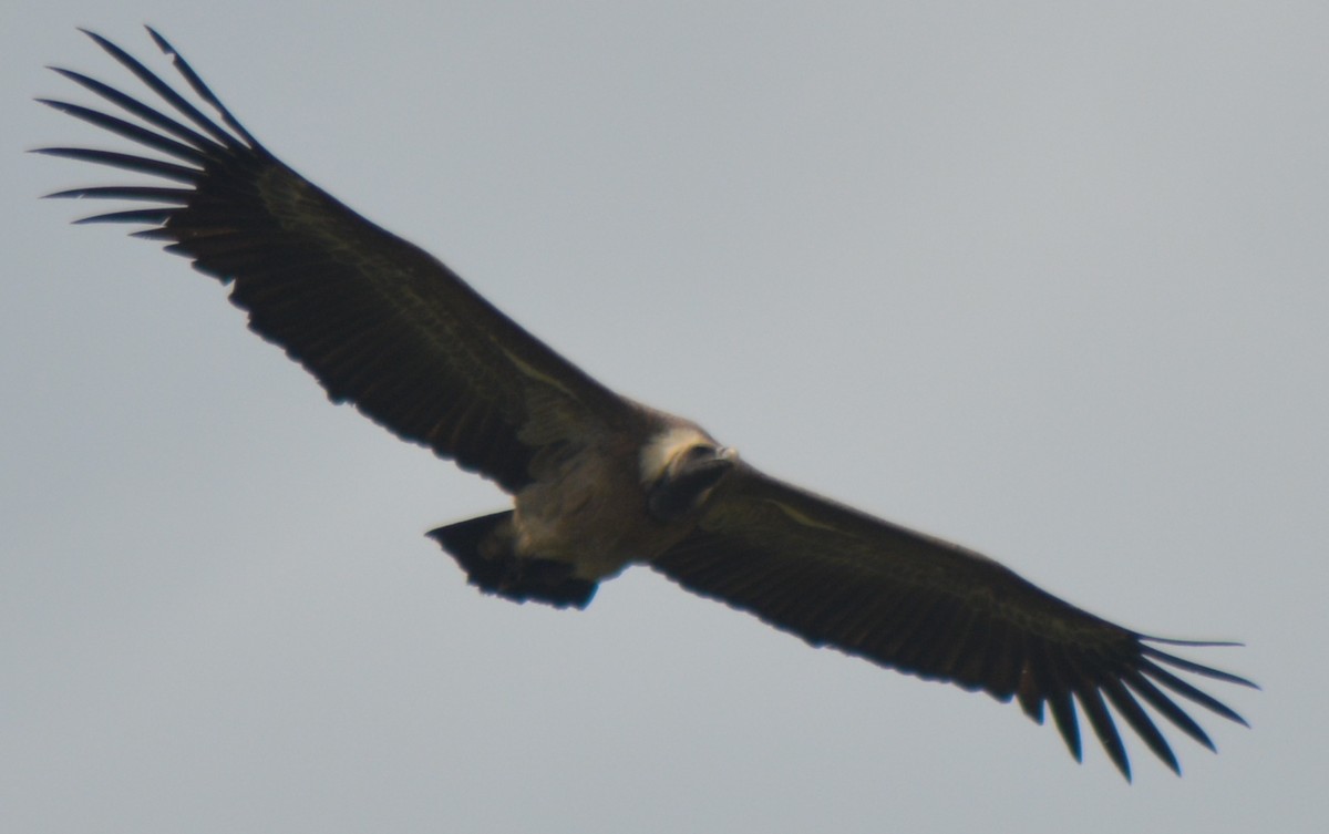 Indian Vulture - ML395088661