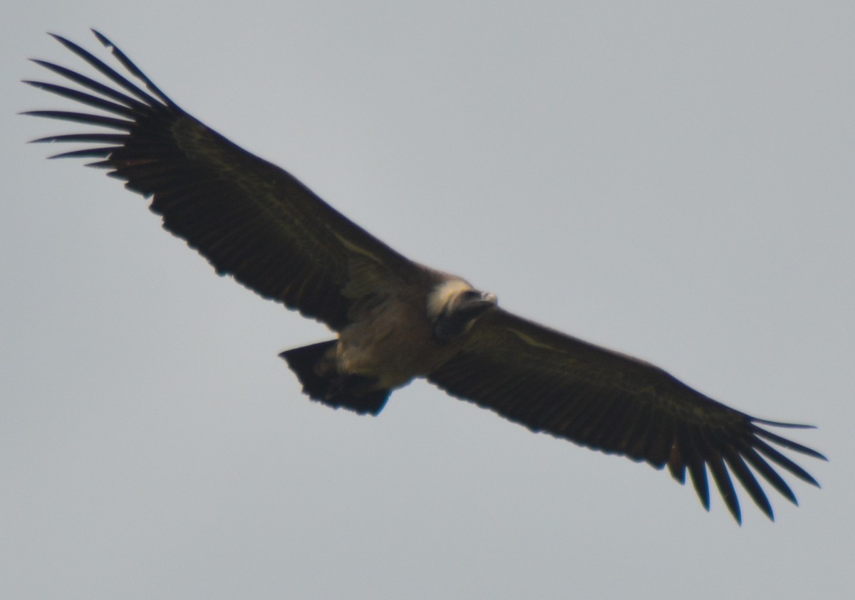 Indian Vulture - ML395088681