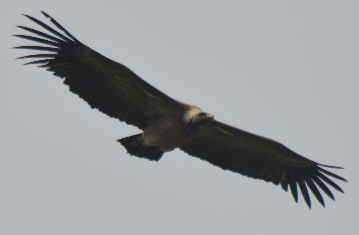 Indian Vulture - ML395088691